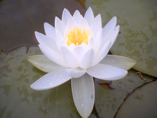 5- Lotus Flower