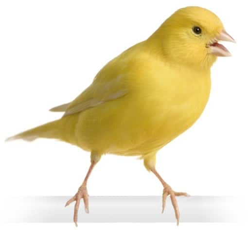  Foods that make canaries sing