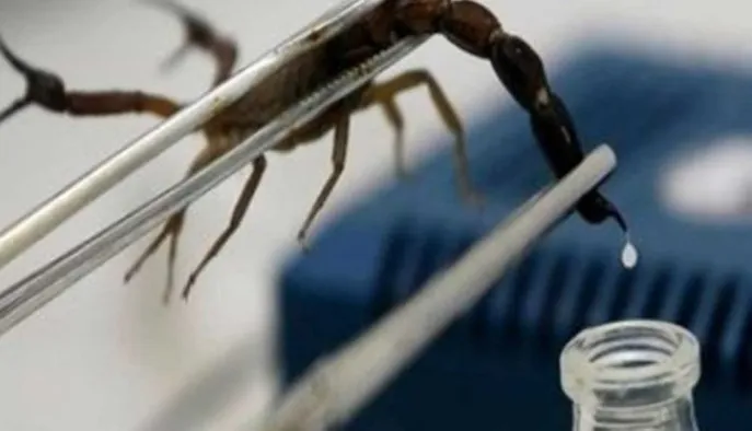 Scorpion venom extraction